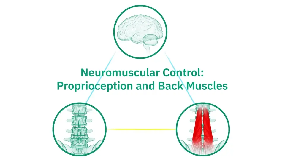 Neuromuscular control diagram connecting the brain, spine, and back muscles
